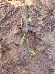 Sisyrinchium rosulatum