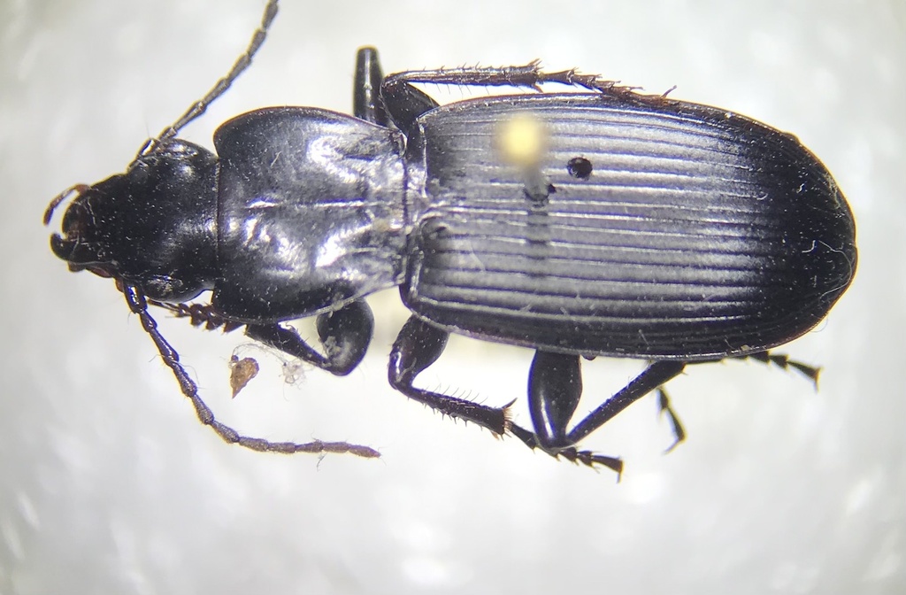 Pterostichus neobrunneus