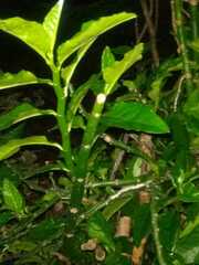 Euphorbia tithymaloides