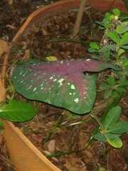 Caladium bicolor