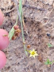 Sisyrinchium rosulatum
