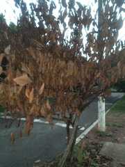 Parrotia persica