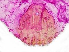 Lepidosaphes newsteadi