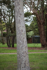 Corymbia maculata