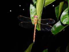 Anaciaeschna jaspidea