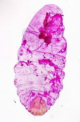 Lepidosaphes newsteadi