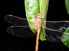 Anaciaeschna jaspidea