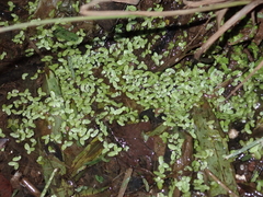 Lemna aequinoctialis
