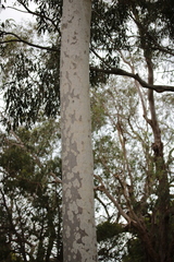 Corymbia maculata