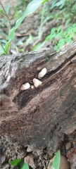 Panellus pusillus