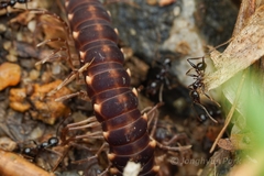 Pheidole