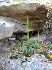 Cryptostylis