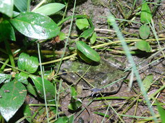 Fejervarya cancrivora