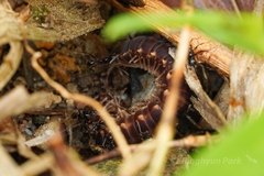 Pheidole