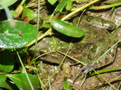 Fejervarya cancrivora