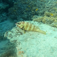 Epinephelus fasciatus