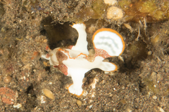 Antennarius maculatus