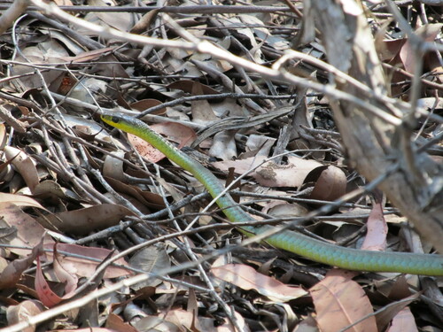Common Tree Snake sighting
