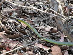 Dendrelaphis punctulatus