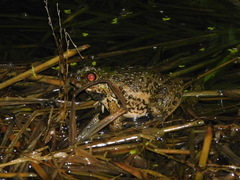 Fejervarya cancrivora