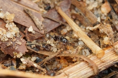 Pheidole