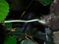 Ahaetulla prasina