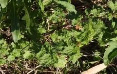 Urtica urens