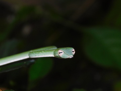 Ahaetulla prasina