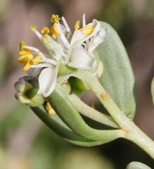 Nitraria billardierei