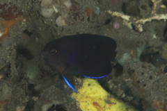Centropyge fisheri