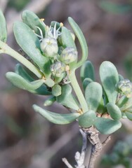 Nitraria billardierei