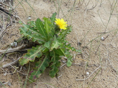 Sonchus megalocarpus