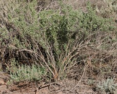 Nitraria billardierei