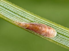 Lepidosaphes newsteadi