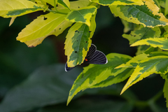 Melanis acroleuca acroleuca