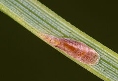 Lepidosaphes newsteadi