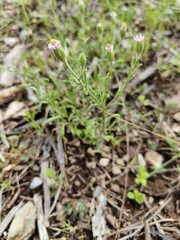Vittadinia cuneata