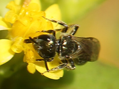 Lasioglossum imitatum