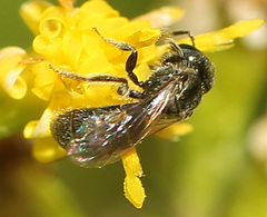 Lasioglossum imitatum