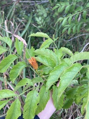 Campsis