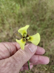 Moraea bellendenii