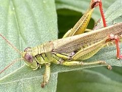 Melanoplus yarrowii