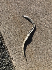 Tropidoclonion lineatum