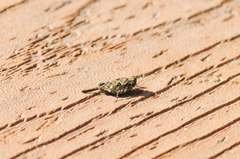 Paratettix mexicanus