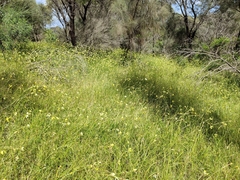 Moraea bellendenii