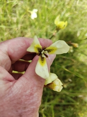 Moraea bellendenii