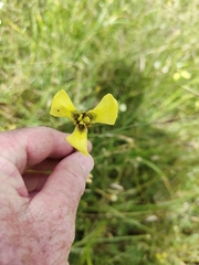 Moraea bellendenii