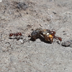 Pogonomyrmex