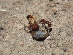 Pogonomyrmex