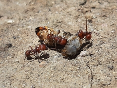 Pogonomyrmex
